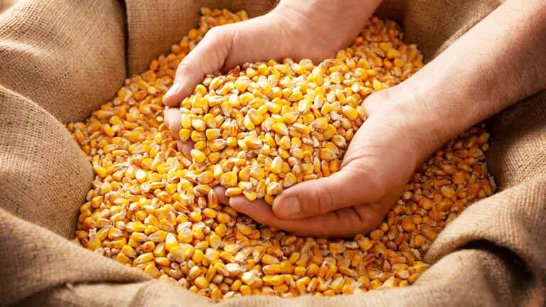 Moara-desfacat-porumb-manuala-cu-roata-rosie -fonta cu coarba Totokita-ro.